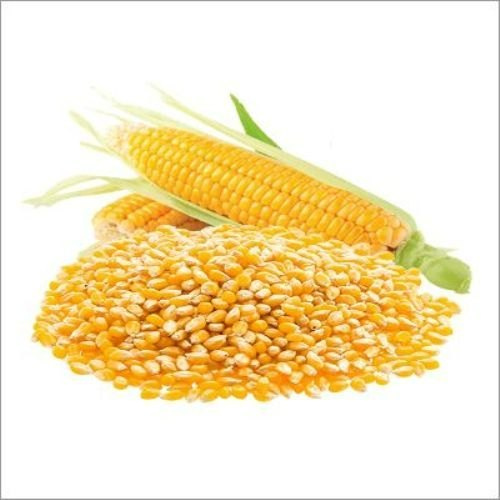 Maize